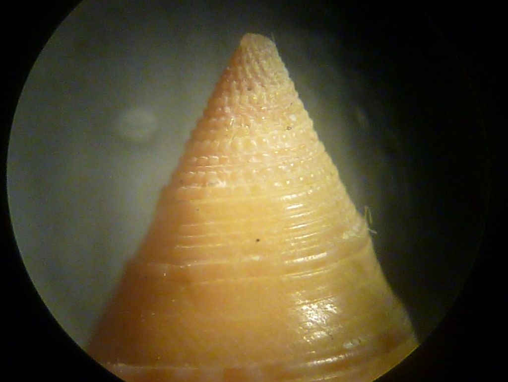 Calliostoma da determinare